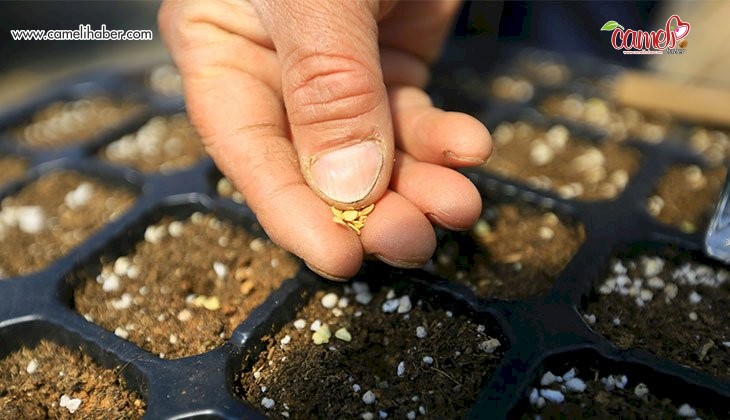 Büyükşehir Cumhuriyet’in 100.Yılında 1 milyon yerel tohum dağıtacak