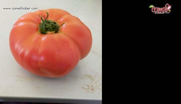 Çameli’de yetişen domatesin ağırlığı 1 kilonun üzerinde geldi