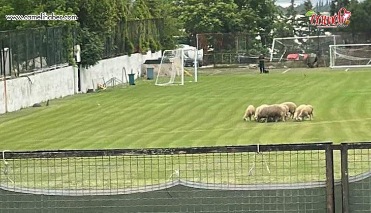 Denizlispor’un tesisinde koyunlar otlatılıyor