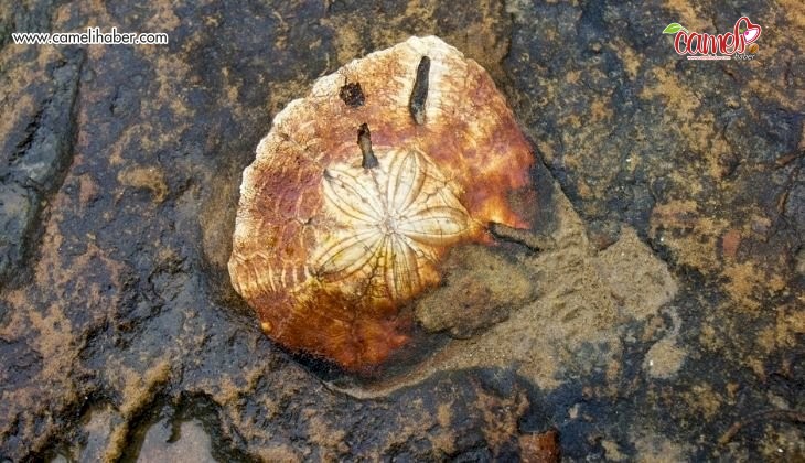 Fosil dikenleri derin denizin geçmişini açığa çıkarıyor
