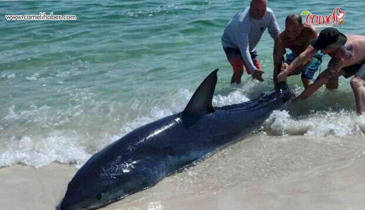 Kıyıya vuran köpek balığı kuyruğundan çekerek kurtarıldı