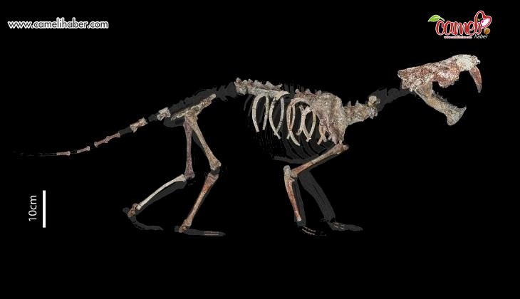 Olağanüstü fosil bulgusu, soyu tükenmiş kılıç dişli keseli hayvanın ağırlığı ve diyetiyle ilgili ayrıntıları ortaya koyuyor