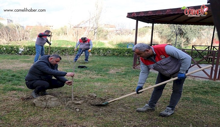 Sarayköy Belediyesi'nin ağaç hassasiyeti
