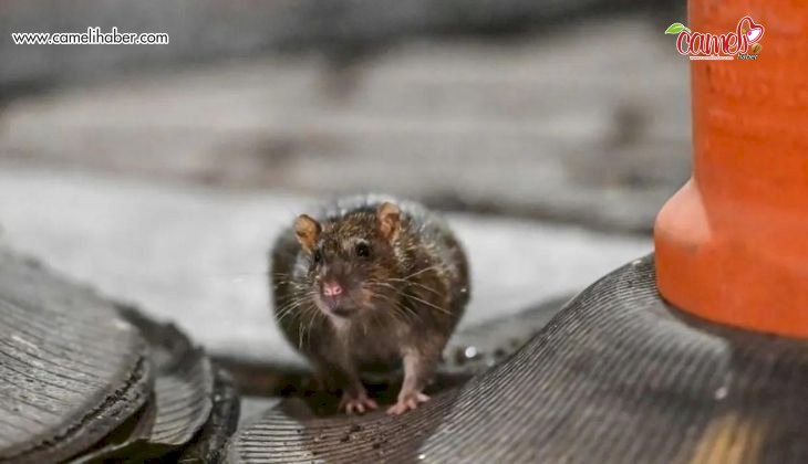Yeni araştırmaya göre farelerin hayal gücü var